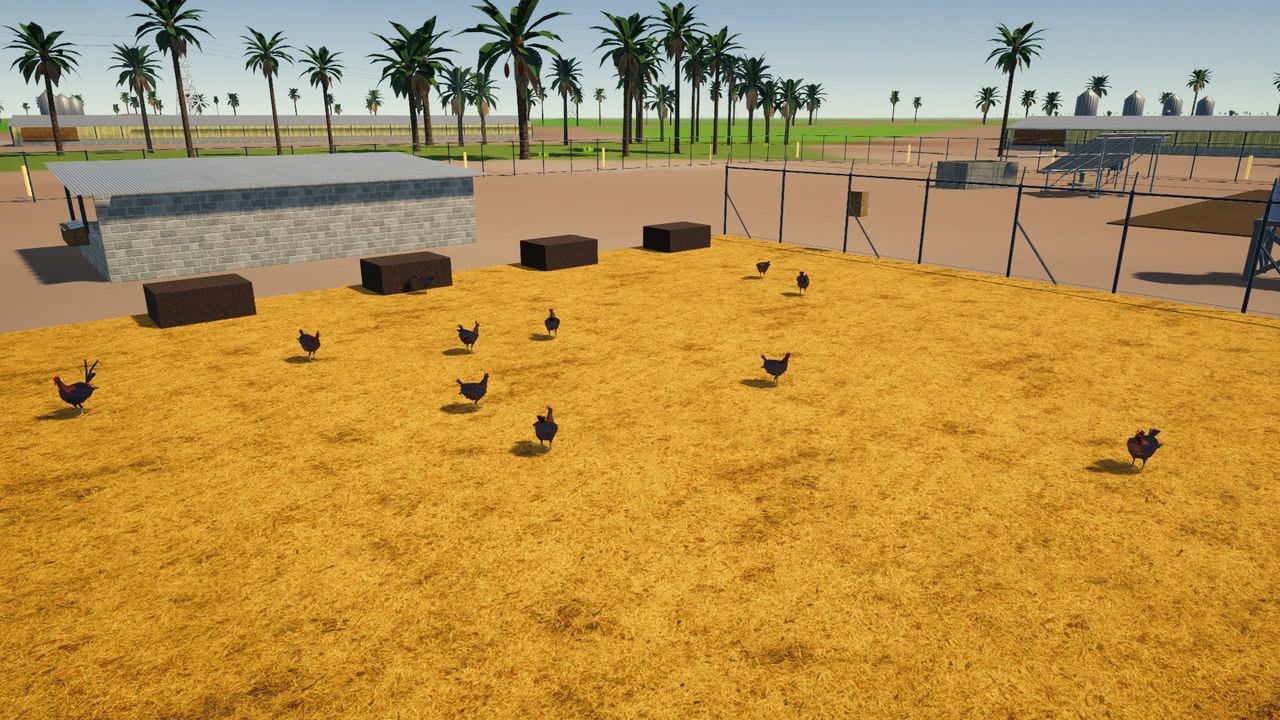 Hens in the coop yard by day
