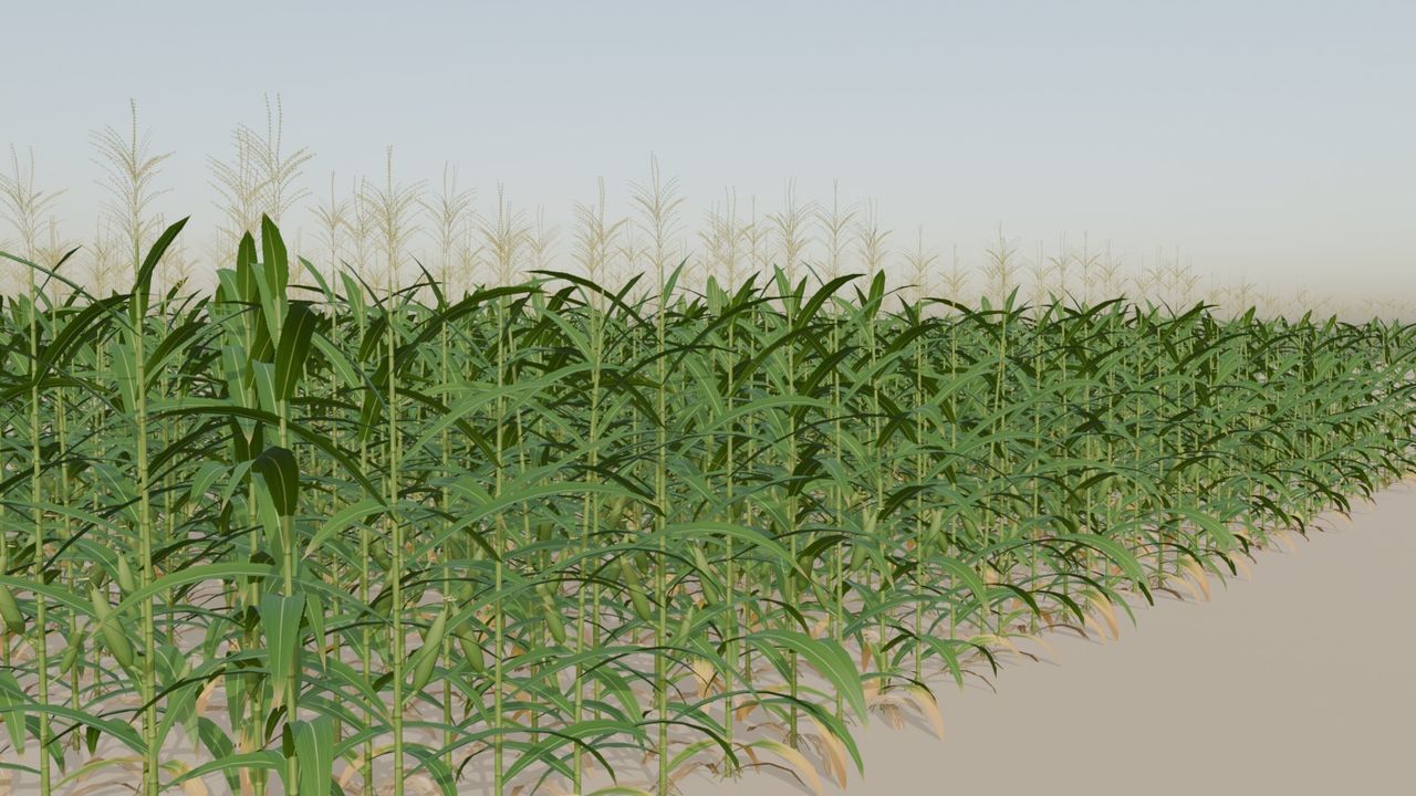 A corn field at its fourth growth stage