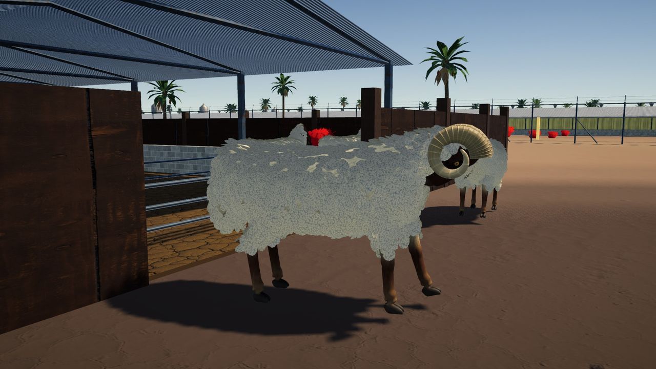 An Awassi ram in the sheep pen